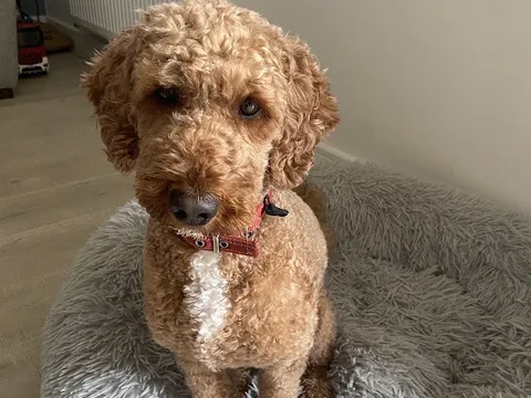 Wiggles and Wags Dog Grooming