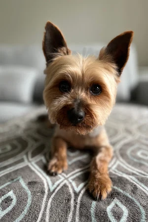 Wight's Wash 'n' Wag Dog Grooming