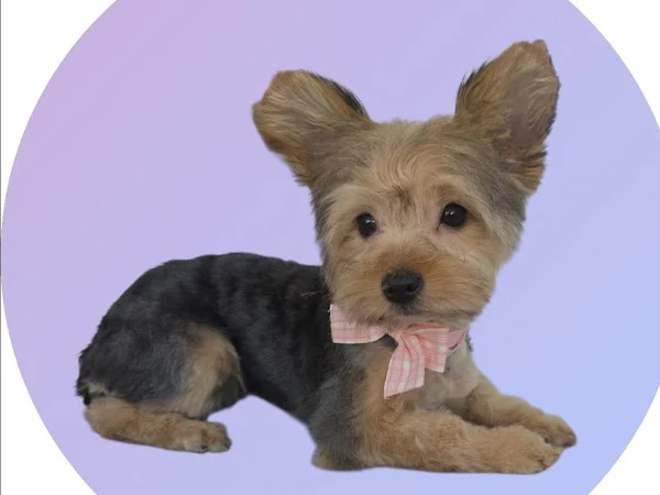 Wigston Dog Groomers
