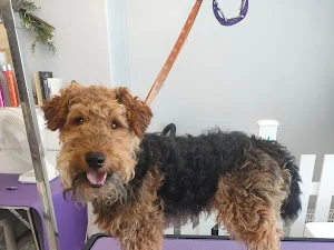 Wild to styled dog grooming and Spa