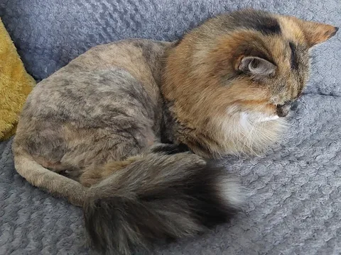 Wild Whiskers Mobile Cat Grooming