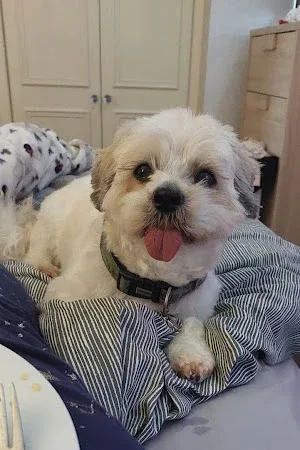 Willow Dog Grooming