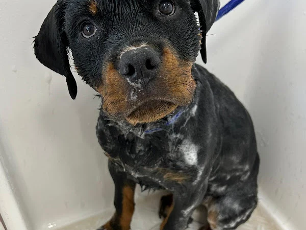 Wilson’s Woof Wash