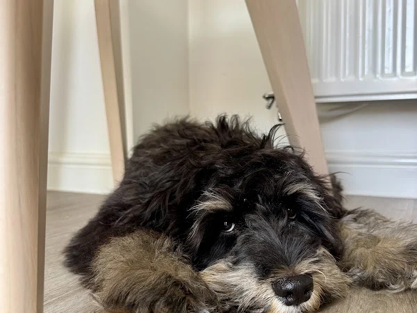 Winnie Wags - Pet Grooming Market Haborough