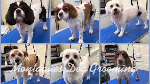 Wiveliscombe Dog Grooming
