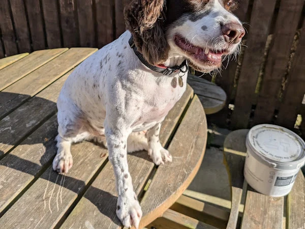 Wizard of Paws Dog Grooming