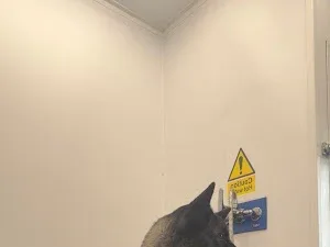 Wizard Of Paws Self-Service Dog Wash
