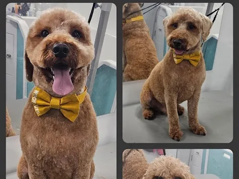 Woof Cuts