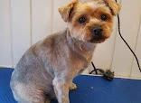 Woof Cuts Mobile Dog Groomer