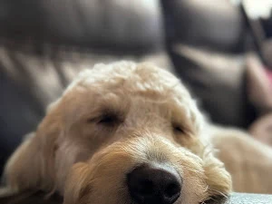 Woof Professional Dog Grooming