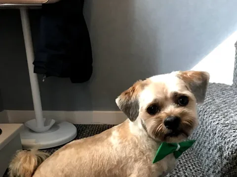 Woof & Ready Dog Grooming and Pet Services Ltd