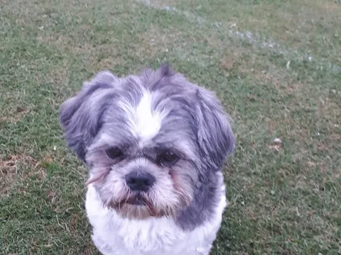 Woof Times