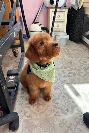 Woof You Furever Groom Room
