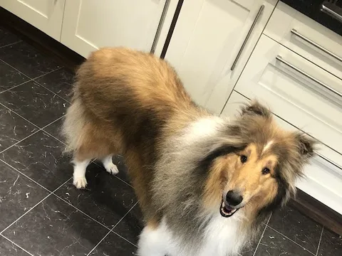 Woofs and Washes