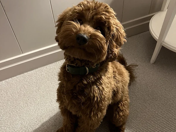 Woofs Washes and Walkies