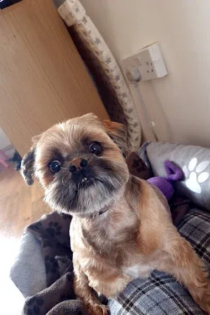 Wright-Scruffs Dog Groomer