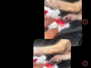Wythenshawe dog grooming