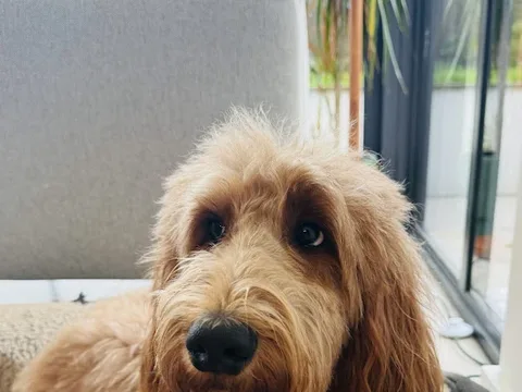 yappie days dog grooming