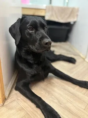 Yappy Paws
