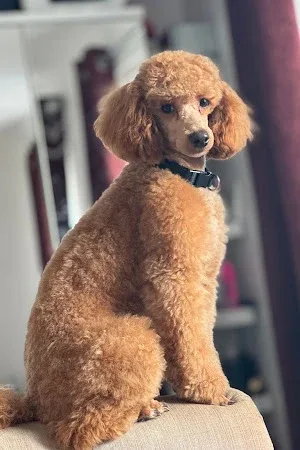 Yappy Pawz Dog Grooming