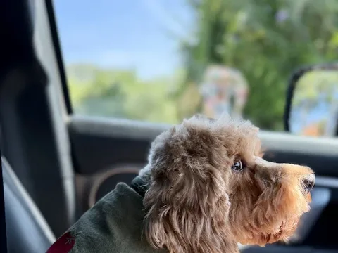 Yogi Mobile Dog Grooming Service