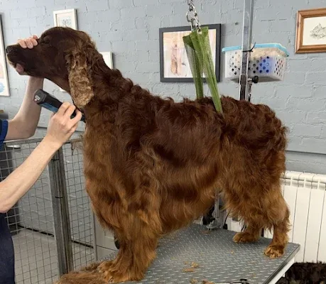 Your Dog Grooming Salon
