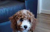 Ziggy’s Pooch Parlour