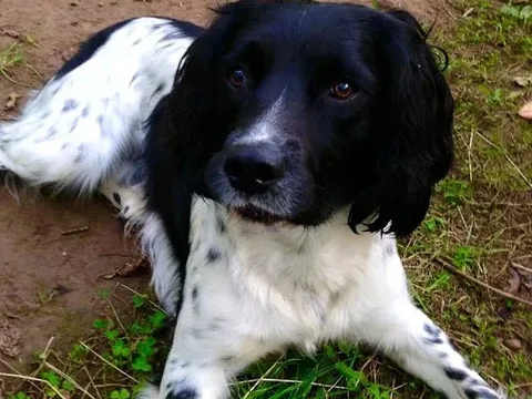 Zoes Happy Paws