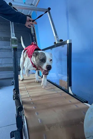 Zoomies Mobile Dog Gym