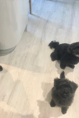 Zoomies